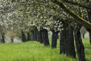 Flowering pear tree (Pyrus), pear
