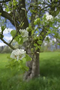 Flowering pear tree (Pyrus), pear