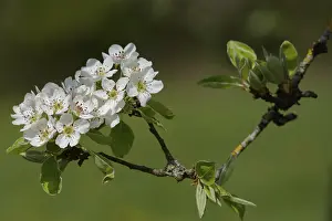 Flowering pear tree (Pyrus), pear