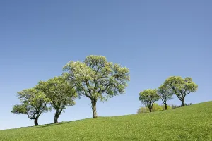Flowering pear trees, fruit trees