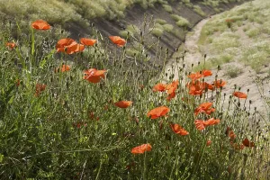 Flowering poppy (Papaver rhoeas)