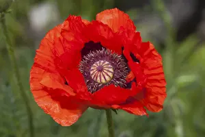 Flowering Pseudo-oriental Poppy (Papaver pseudo-orientale)
