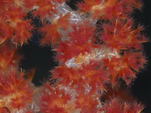 Category Wildlife DE Prints: Flowering red tree coral (Dendronephthya) with detailed structures