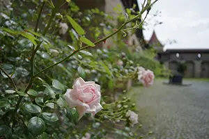 Flowering rose varieties in the courtyard of Comburg Castle