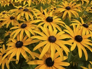 Flowering Rudbeckia or Yellow coneflower (Rudbeckia fulgida) in Ystad