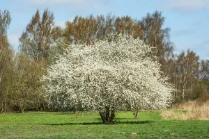 Flowering sloe, blackthorn (Prunus spinosa) in Ystad