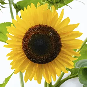 Flowering sunflower with bee (Helianthus)