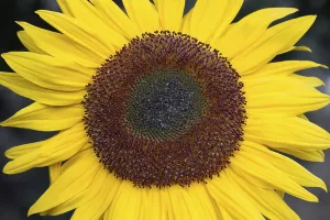Flowering sunflowers (Helianthus)