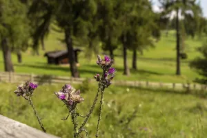 Flowering thistles on an alpine meadow in the South Tyrolean larch forest