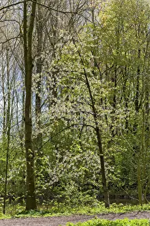 Flowering tree at the edge of a forest path in the sunshine