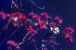 Flowering tree in Munnar, Kerala