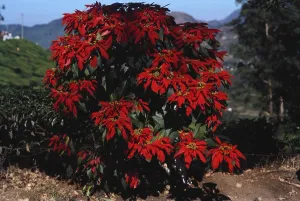 Flowering tree, XMas tree, Euphorbia