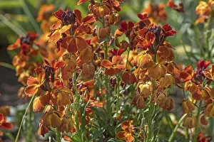 Flowering wallflower (Erysimum cheiri)