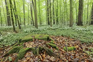 Flowering wild garlic (Allium ursinum) and tree root in a deciduous forest