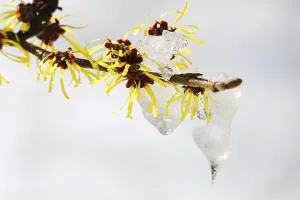 Flowering witch hazel (Hamamelis) with snow