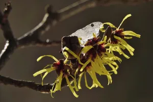 Flowering witch hazel (Hamamelis) with snow