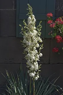 Flowering yuccas (Yucca) in front of a house wall