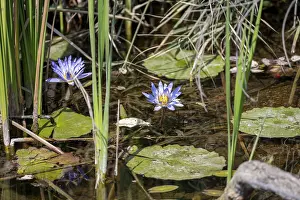 Two flowers of a cape blue water lily (Nymphaea capensis) in a pond