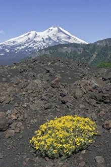 Category Mountain Landscapes Prints: Flowers on a lava field and Llaima volcano