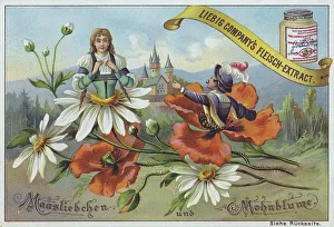 Flowers and legends series, Maasliebchen and Mohnblume