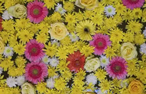 Flowers in a little pond in the Casa Andalusi