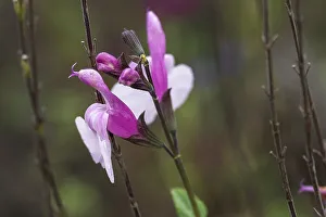 Flowers of pineapple sage (Salvia elegans)