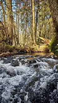 A flowing stream in a dense stretch of forest