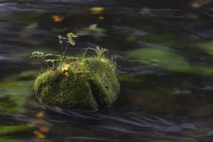 Flowing water with ferns and rocks in the Edmunds Gorge in autumn