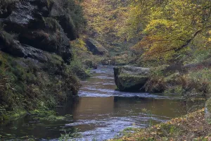 Flowing water with ferns and rocks in the Edmunds Gorge in autumn