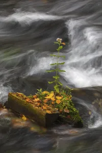 Flowing water with ferns and rocks in the Edmunds Gorge in autumn