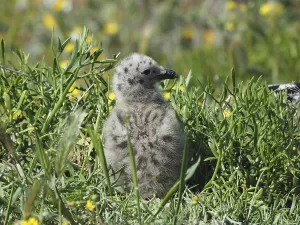 A fluffy chick of Mediterranean gull (Larus michahellis) sits in the dense grass