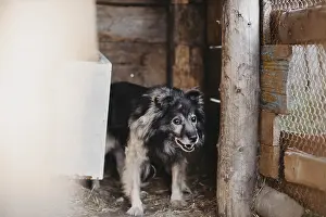 A fluffy dog stands in a wooden kennel
