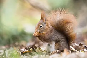 A fluffy eurasian red squirrel (Sciurus vulgaris) nibbling on a nut