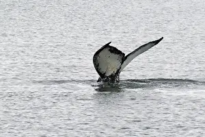 Fluke of a diving humpback whale