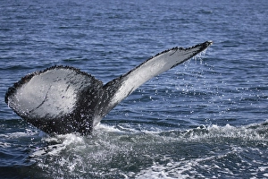Fluke, fin of a Humpback Whale (Megaptera novaeangliae)