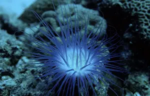 Fluoresce Anemone, Coral fluorescenc