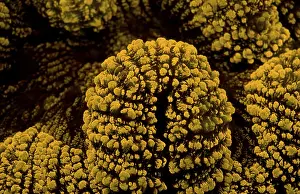 Fluoresce hard coral, Coral fluorescenc