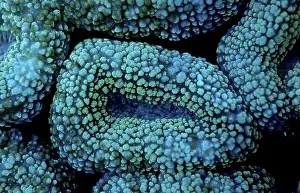 Fluoresce hard coral, Coral fluorescenc