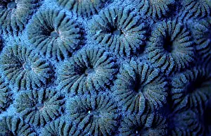 Fluorescence light of a Hard Coral Madreporaria