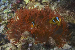 Fluorescent bubble-tip anemone (Entacmaea quadricolor) inhabited by a pair of red sea clownfish (Amphiprion bicinctus)
