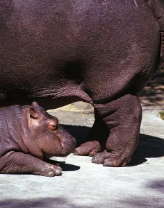 Flusspferd Hippopotamus amphibius Baby neben der Mutter im Zoo, unbekannter Ort 1970er Jahre