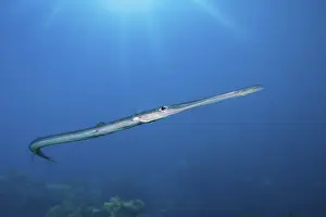 Flutefish, Fistularia commersonii