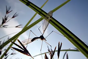 Fly