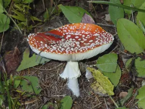Fly agaric (Amanita muscaria)