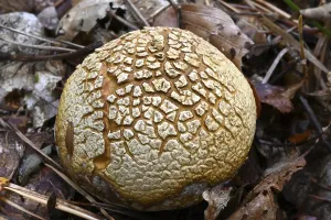 Fly agaric (Amanita muscaria)