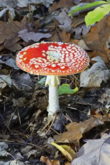 Fly agaric (Amanita muscaria) on forest soil