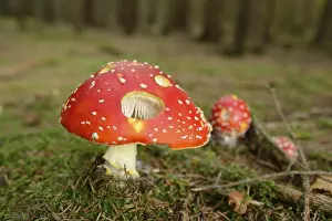 Fly agaric (Amanita muscaria) on a mossy forest ground