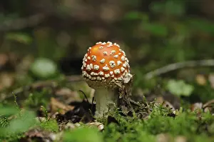 Fly agaric in the forest with green moss