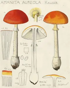 Fly Agaric, Mushrooms, Orange-yellow fly agaric, Amanita aureola, authentic reproduction of an illustration by Hans Walty (1868-1948) from about 1915, historical