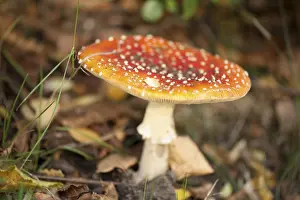 Fly Agaric Toadstool